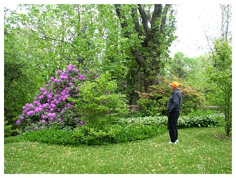 2008_ - The flowers that bloom in the spring.JPG